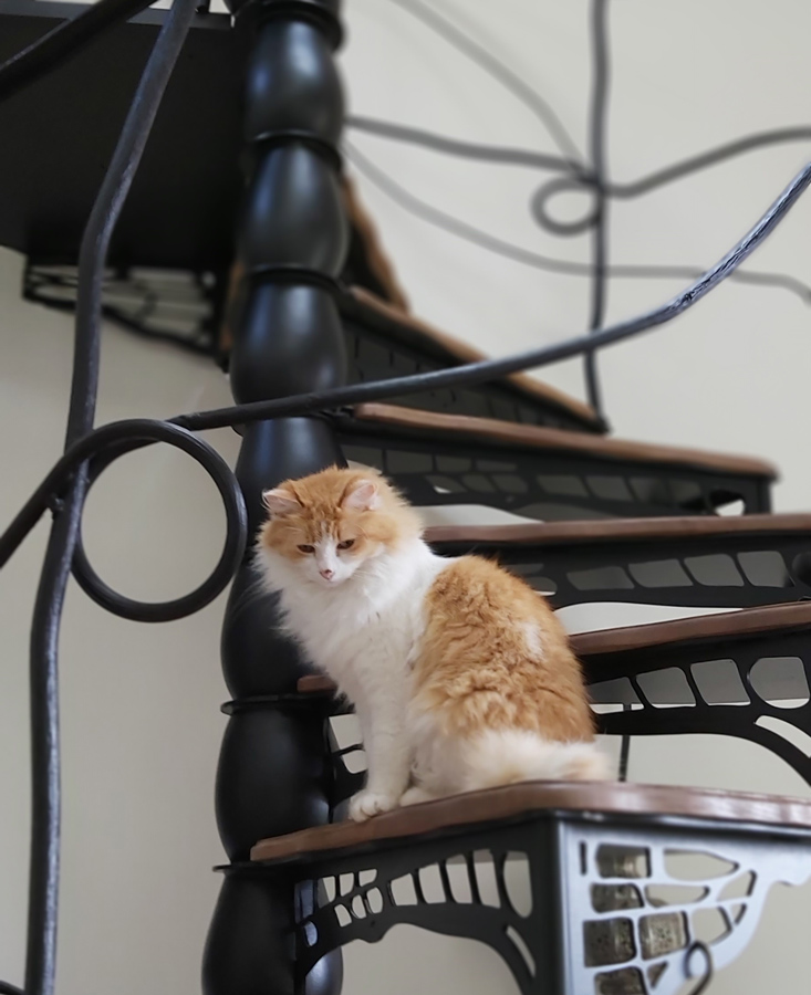 Escalier ferronnerie chat
