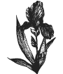 Dessin de l'art nouveau Dessin de l'art nouveau