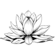 Dessin fleur de lotus Dessin fleur de lotus
