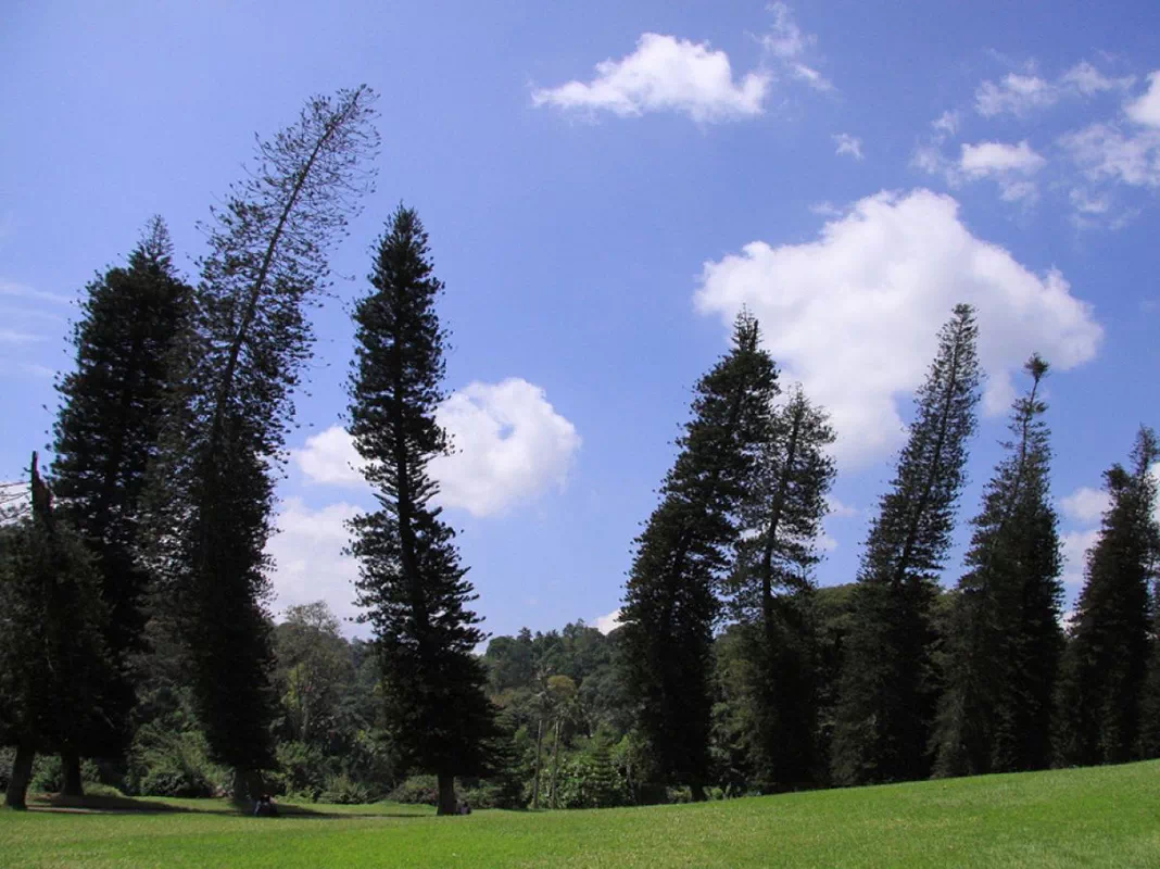 araucaria-columnaris